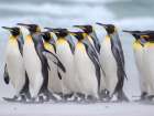 King penguin group on a beach. South America, Falkland Islands, Volunteer Point Art Print